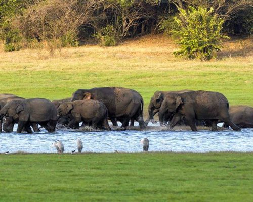 Kaudulla National Park