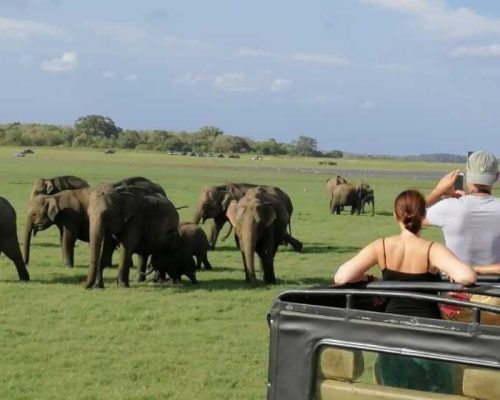 Minneriya National Park