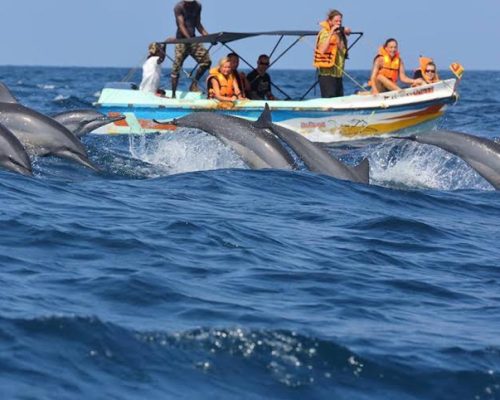Whale Watching
