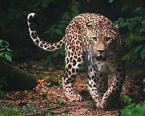 Wilpattu National Park