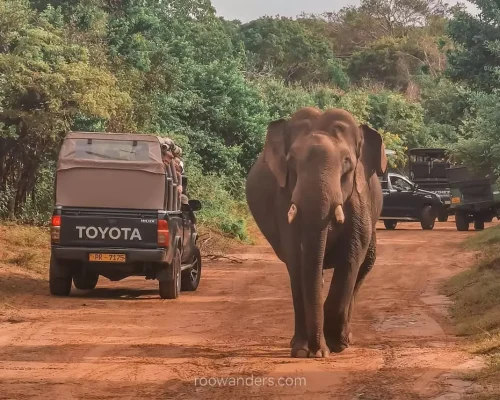 Yala National Park